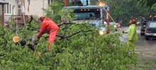 Chicago's Urban Forest